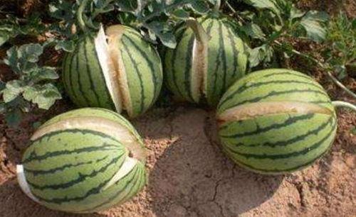 吃瓜星娱乐为什么说人类要吃盐,吃瓜星娱乐视角下的盐与人类生存之谜