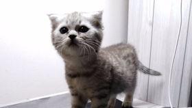 吃瓜娱乐的喵,喵星人的吃瓜娱乐大揭秘